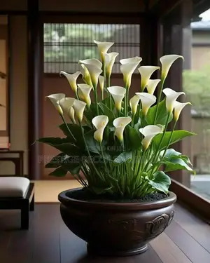 Simple Home Latest Flowers