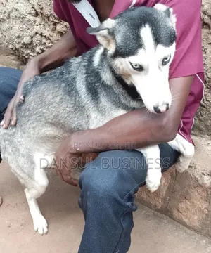 6-12 months Female Purebred Siberian Husky