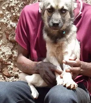 3-6 months Female Mixed Breed Siberian Husky