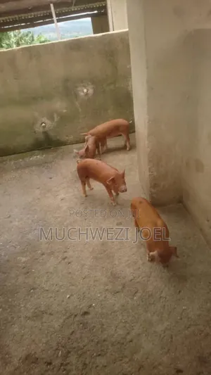 Duroc Piglets