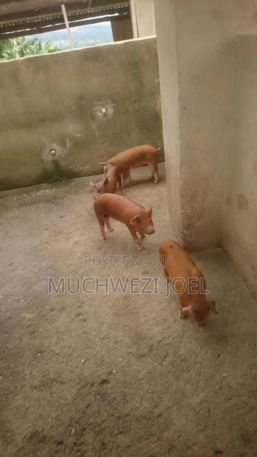 Duroc Piglets
