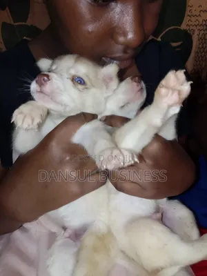 1-3 months Male Purebred Siberian Husky