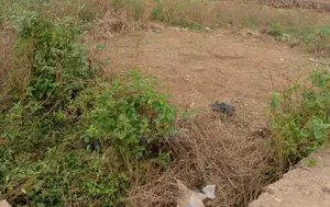 Plot for Sale 200 Meters From the Shores of Lake Victoria