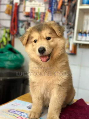 1-3 months Male Purebred Siberian Husky