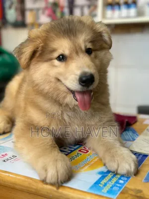 1-3 months Male Purebred Siberian Husky