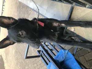 6-12 months Male Purebred German Shepherd