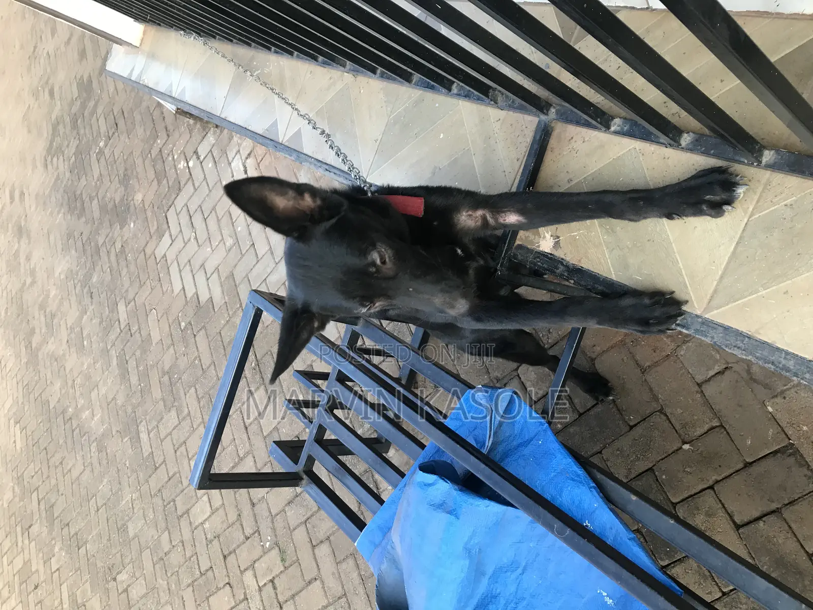 6-12 months Male Purebred German Shepherd