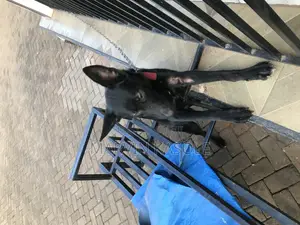 6-12 months Male Purebred German Shepherd