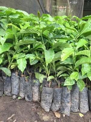 Kr Coffee Seedlings