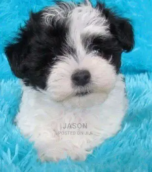 Black And White Male Maltese