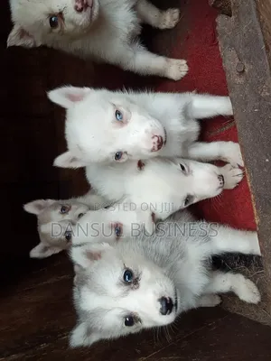 1-3 months Female Purebred Siberian Husky