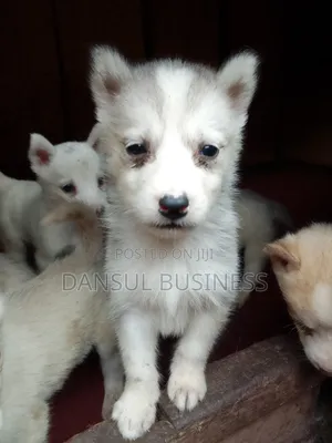 1-3 months Female Purebred Siberian Husky