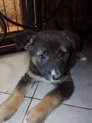 1-3 months Female Purebred German Shepherd