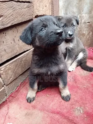 1-3 months Female Purebred German Shepherd