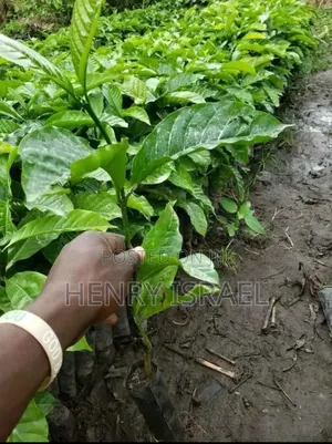 Quality Coffee Seedlings