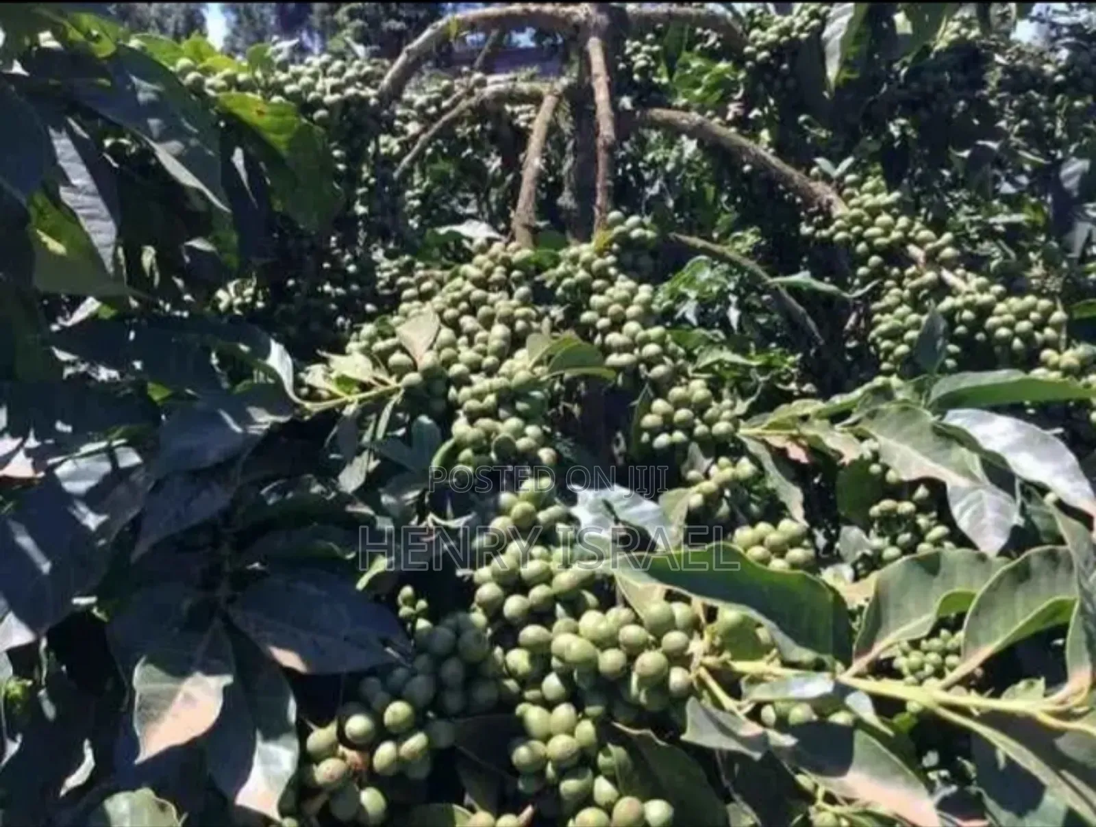Quality Coffee Seedlings
