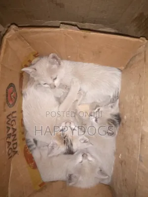 1-3 months Male Mixed Breed Cymric