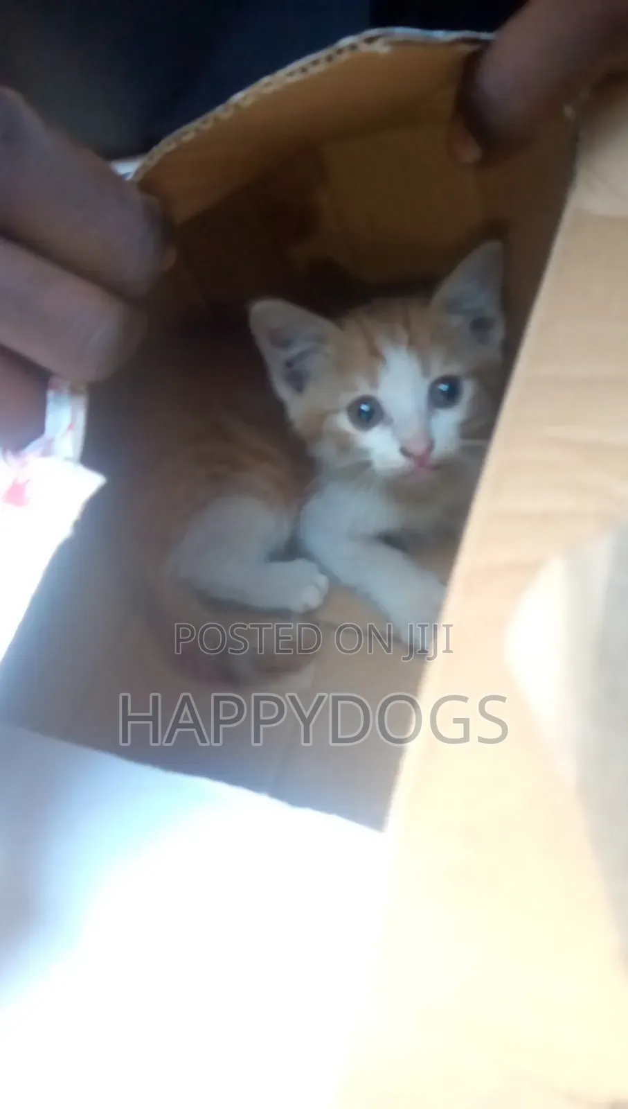 1-3 months Male Mixed Breed Tabby