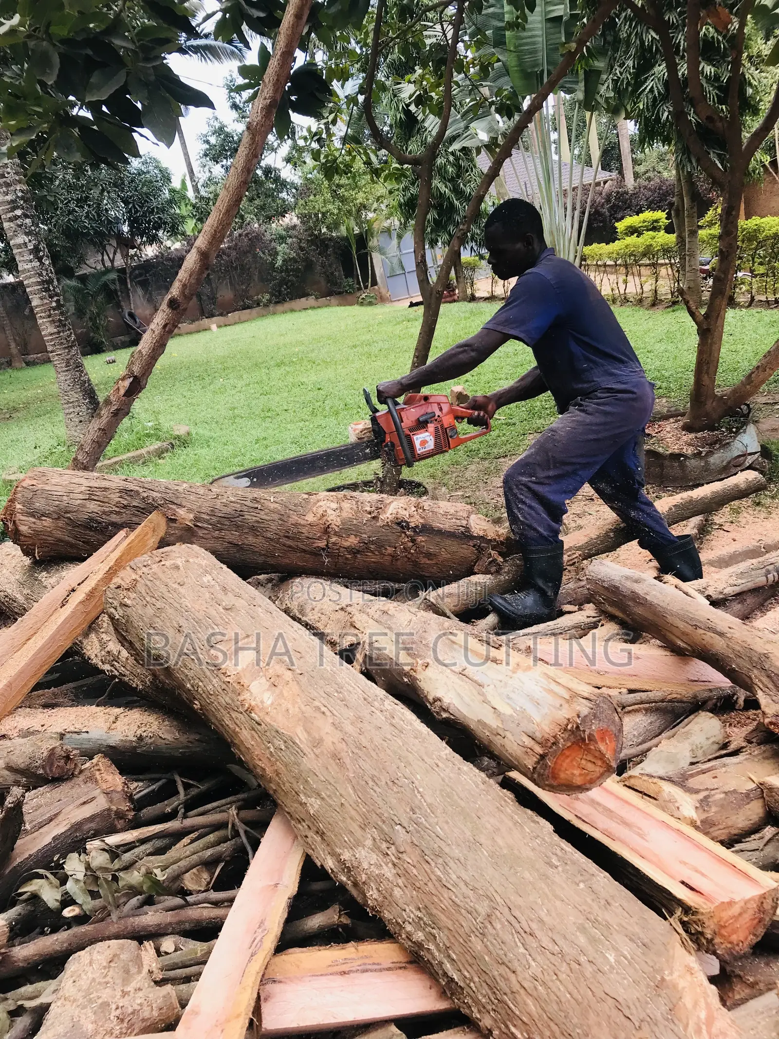 Trees Cutting
