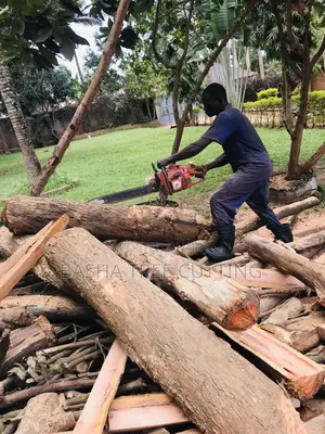 Trees Cutting