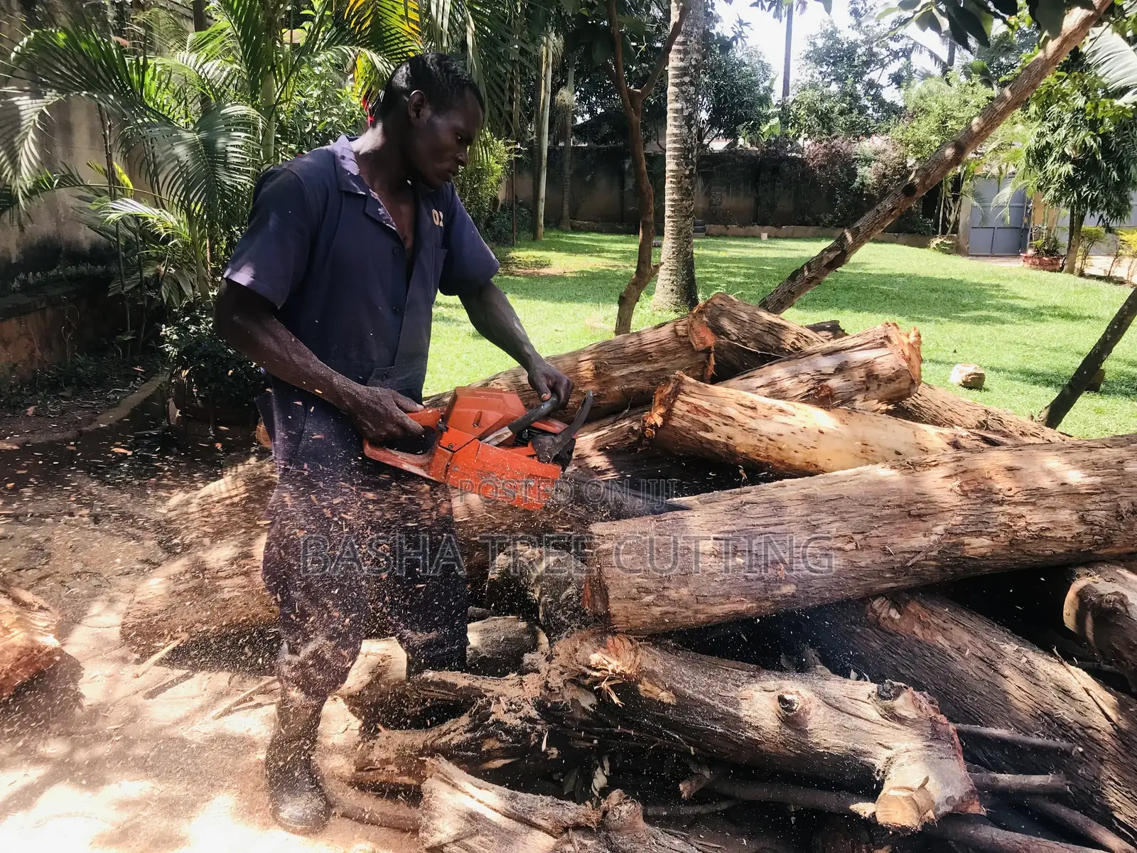 Professional Tree Cutting