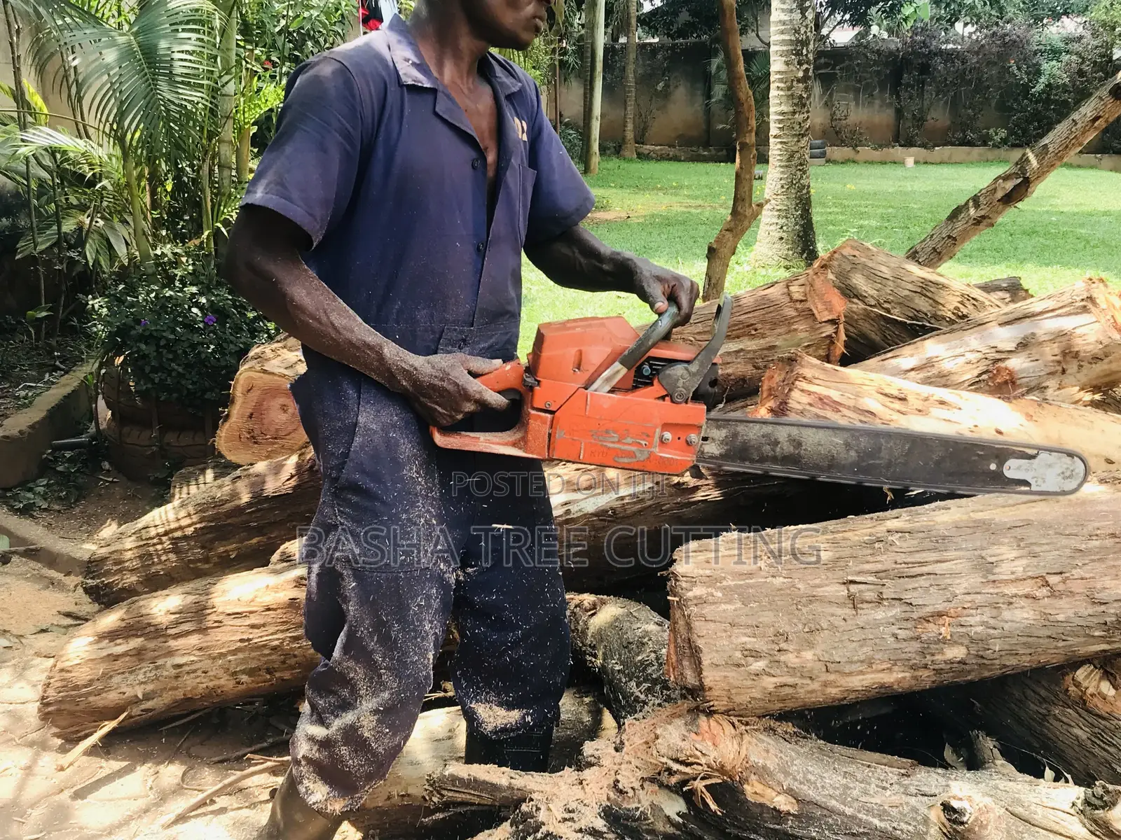 Professional Tree Cutting