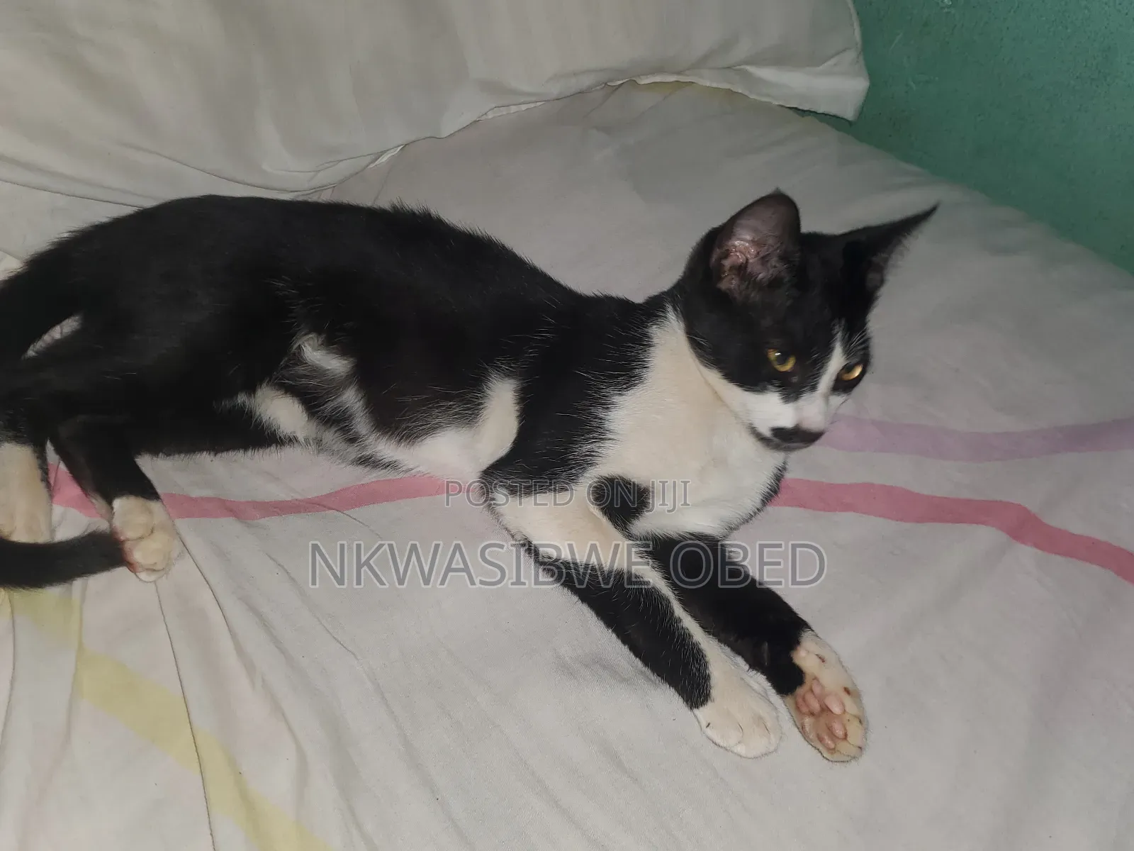 1-3 months Female Mixed Breed American Bobtail