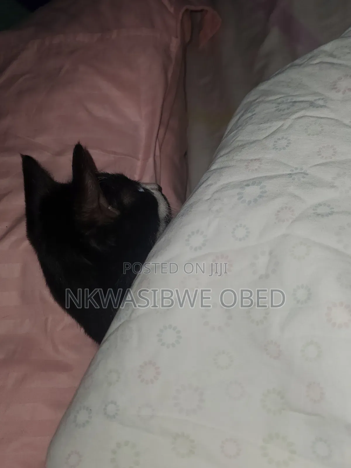 1-3 months Female Mixed Breed American Bobtail