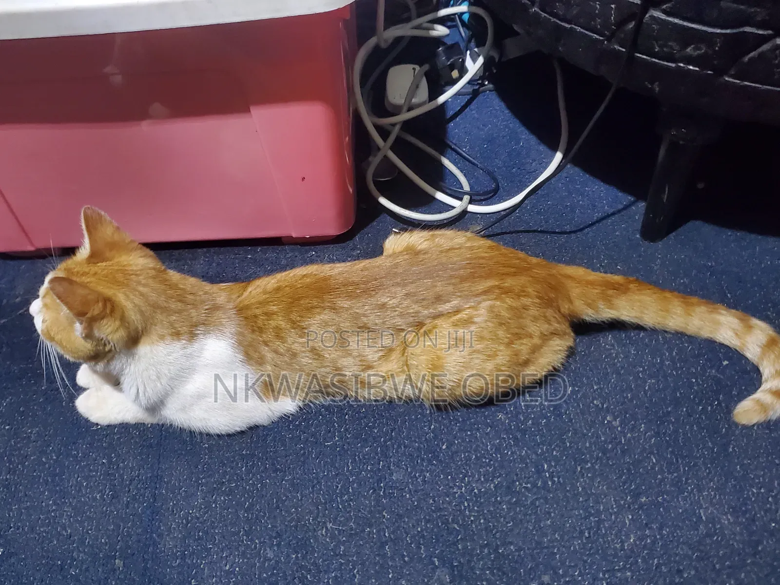 1-3 months Female Mixed Breed American Bobtail