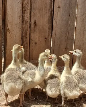 Mother Goose and Babies