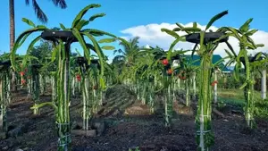Dragonfruit Metalic Support Posts.