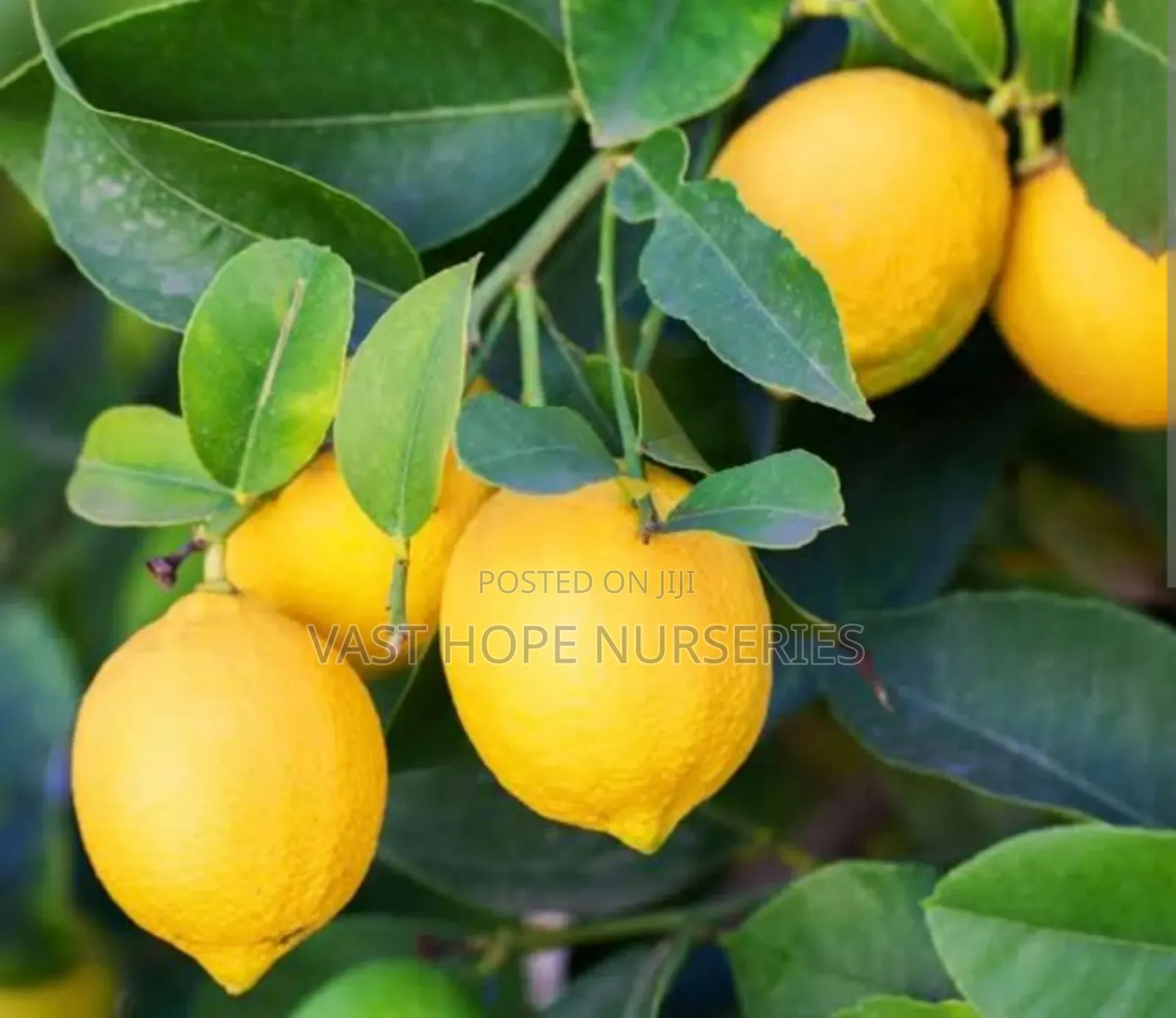 Eureka Lemon Seedlings