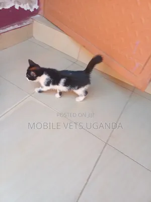 1-3 months Female Purebred Bombay
