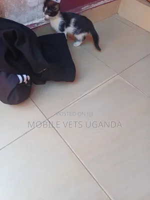 1-3 months Male Purebred Balinese