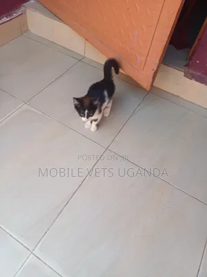 3-6 months Female Purebred American Wirehair
