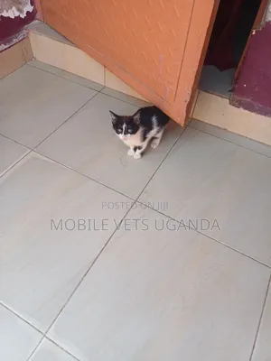 0-1 month Female Purebred American Bobtail