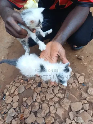 0-1 month Male Purebred American Bobtail