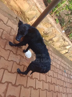 3-6 months Female Purebred German Shepherd