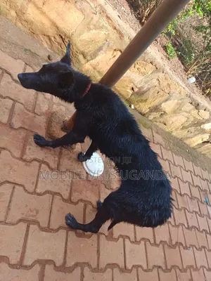6-12 months Female Purebred German Shepherd