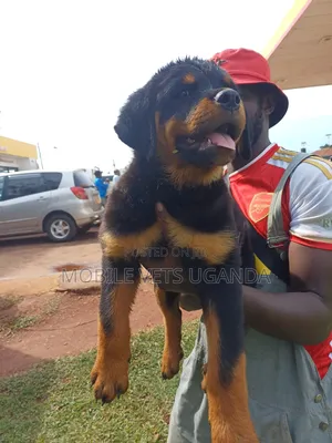 1-3 months Female Purebred Rottweiler