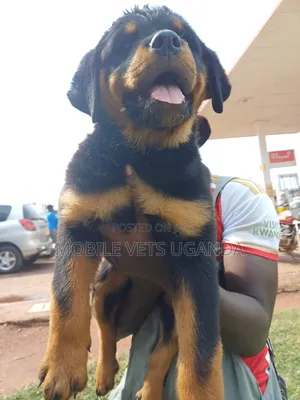 0-1 month Male Purebred Rottweiler