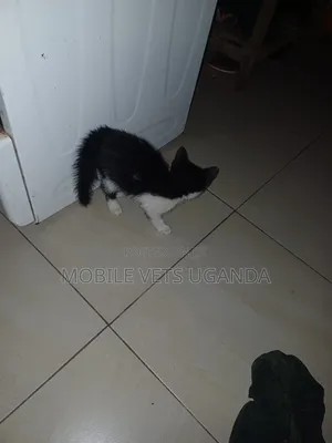 1-3 months Female Purebred Birman