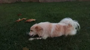 6-12 months Male Purebred Japanese Spitz