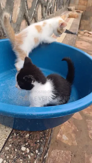 1-3 months Male Purebred Javanese