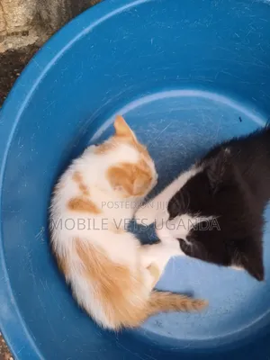 0-1 month Male Purebred Norwegian Forest