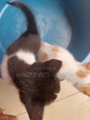 3-6 months Female Purebred Javanese