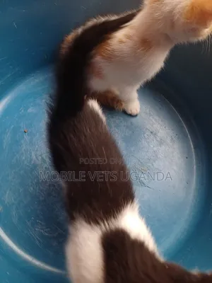 1-3 months Female Purebred Ragdoll