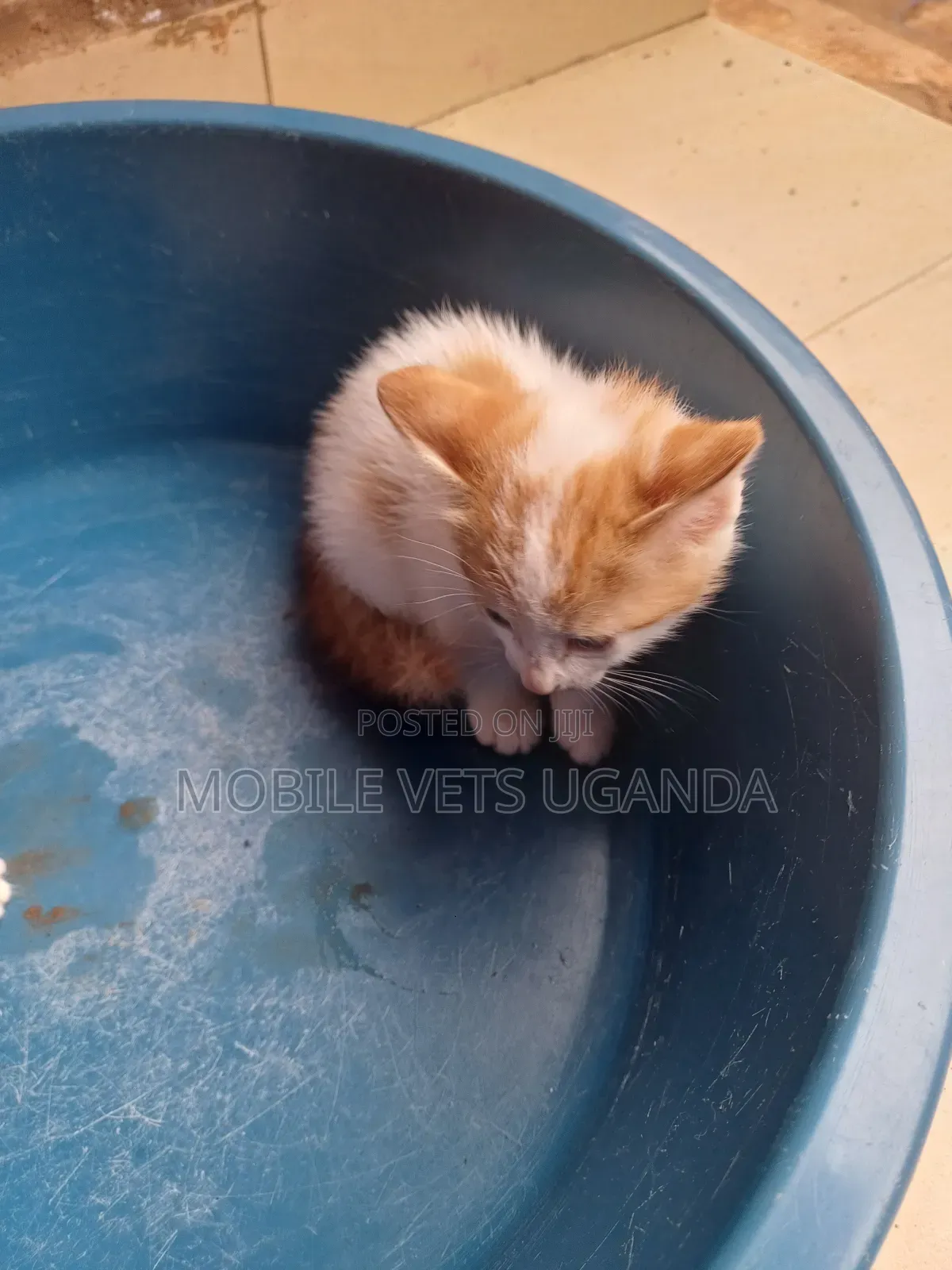 0-1 month Male Purebred Devon Rex