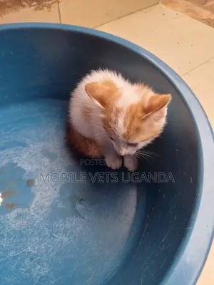 0-1 month Male Purebred Devon Rex