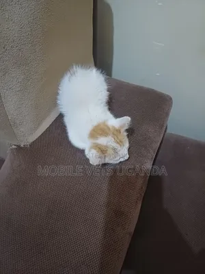 0-1 month Female Purebred American Curl